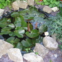 Pond Lilies_may_2008_-_34.jpg