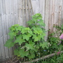Hollyhocks_may_2008_-_41.jpg
