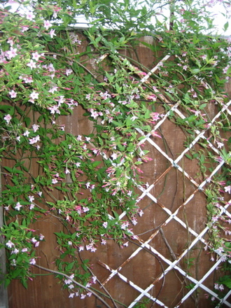 Jasmine_may_2008_-_50.jpg
