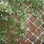 Jasmine_may_2008_-_50.jpg
