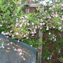 Garden_may_2008_-_51
