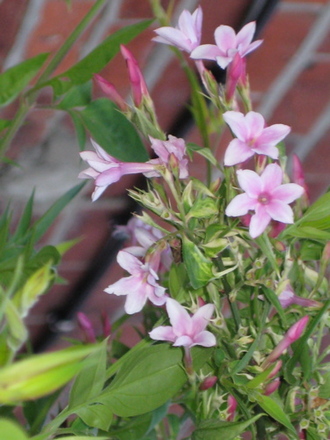 Jasmine_may_2008_-_52.jpg