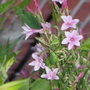 Garden_may_2008_-_52