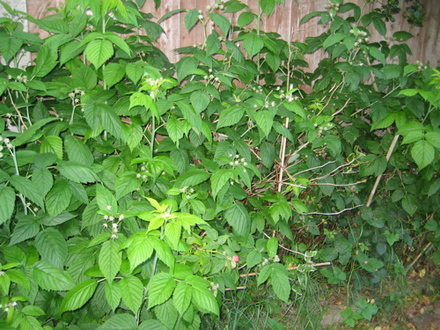 Raspberry_may_2008_-_54.jpg