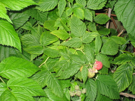 Raspberry bushes_may_2008