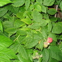 Garden_may_2008_-_55