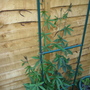 Passion Flower_may_2008_-_57.jpg
