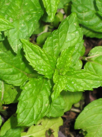mint_may_2008 (Mentha longifolia)
