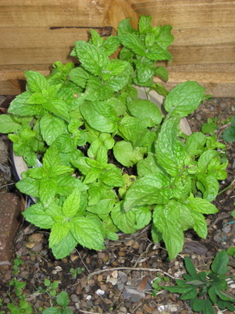 Mint_may_2008 (Mentha longifolia)