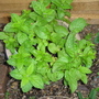Mint_may_2008 (Mentha longifolia)