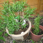 Garden_may_2008_-_60