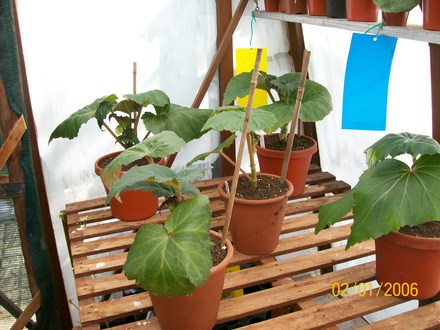 2008 - Final pots (Begonia)