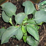 Garden_may_2008_-_65