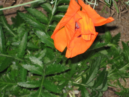 Poppy_may_2008_-_67.jpg