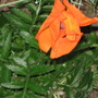 Garden_may_2008_-_67