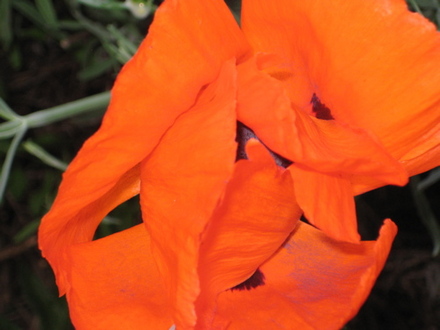 Poppy_may_2008