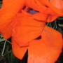 Garden_may_2008_-_69