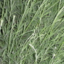 Garden_may_2008_-_70