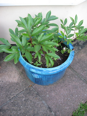 Peony_may_2008