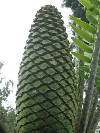 cycad.jpg
