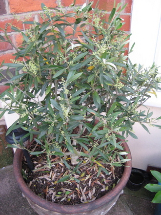 Olive tree_may_2008