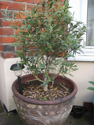 Olive tree_may_2008