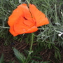 Garden_may_2008_-_75