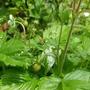 Fragaria vesca