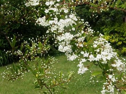 A garden flower photo (Pyracantha)
