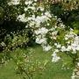Copy_of_garden_271