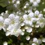 Copy_of_garden_270