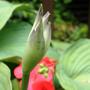 hosta flower head