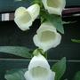 Foxgloves 