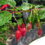 Greenfly infestation on Fuchsia
