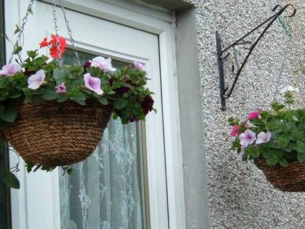 A garden flower photo