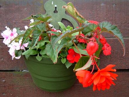 A garden flower photo