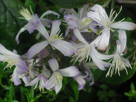 Clematis jouiniana (Clematis x jouiniana)