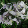 Clematis_jouiniana