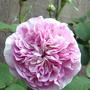 Scented pink roses, 'Fantin - Latour' (Rosa centifolia 'Fantin-LaTour')