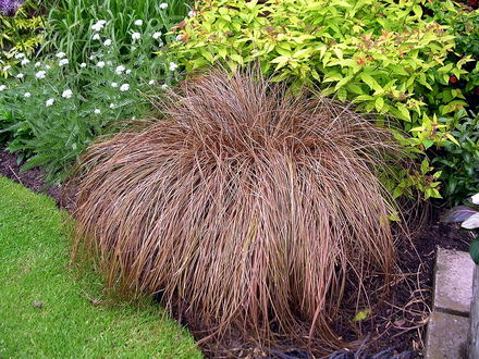 A garden flower photo (Carex comans bronze)