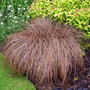 Carex comans