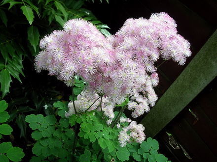 A garden flower photo (Thalictrum aquilegifolium)