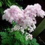 Image0005