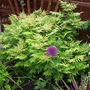 Image0006