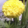 Yellow marigold