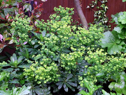 A garden flower photo (Euphorbia amygdaloides (Wood spurge))