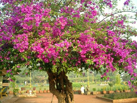 even more bougainvilleas