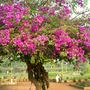 even more bougainvilleas