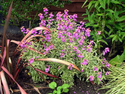 A garden flower photo (Erysimum longifolium)