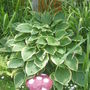 Hosta